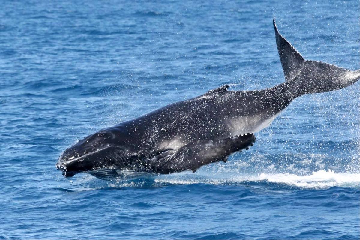 (Courtesy of <a href="https://www.bluedolphintours.com.au/">Blue Dolphin Marine Tours</a>)