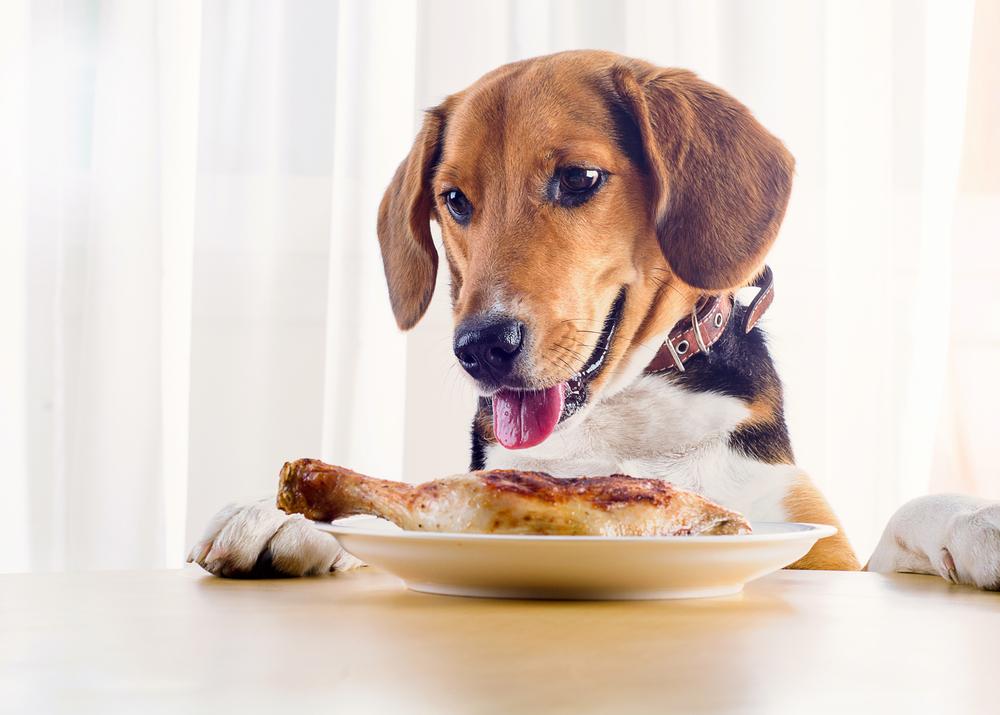 Dogs That Eat High-Fat Snacks Risk Pancreatitis