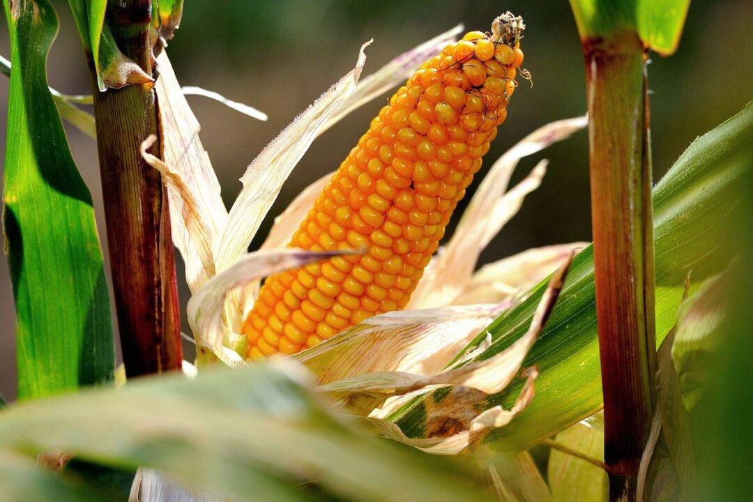 Crops Slide as USDA Lifts Output Forecasts