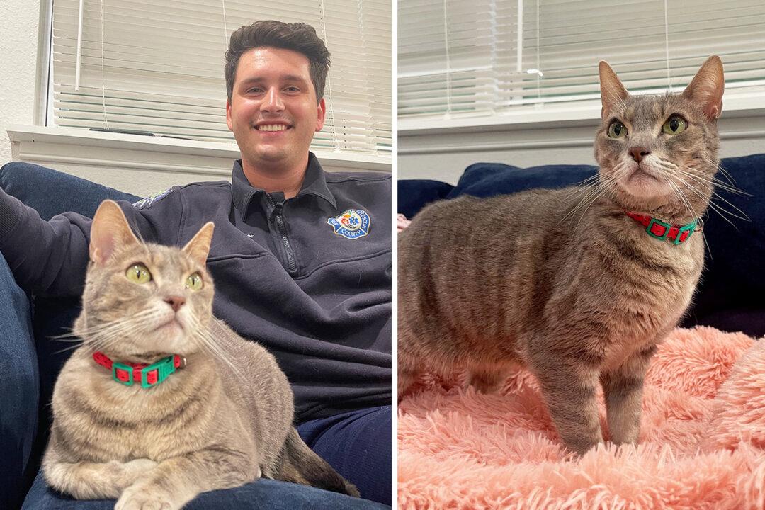 Firefighter Adopts Cat Rescued from Burning Shelter: ‘I Signed Papers Right Then and There’