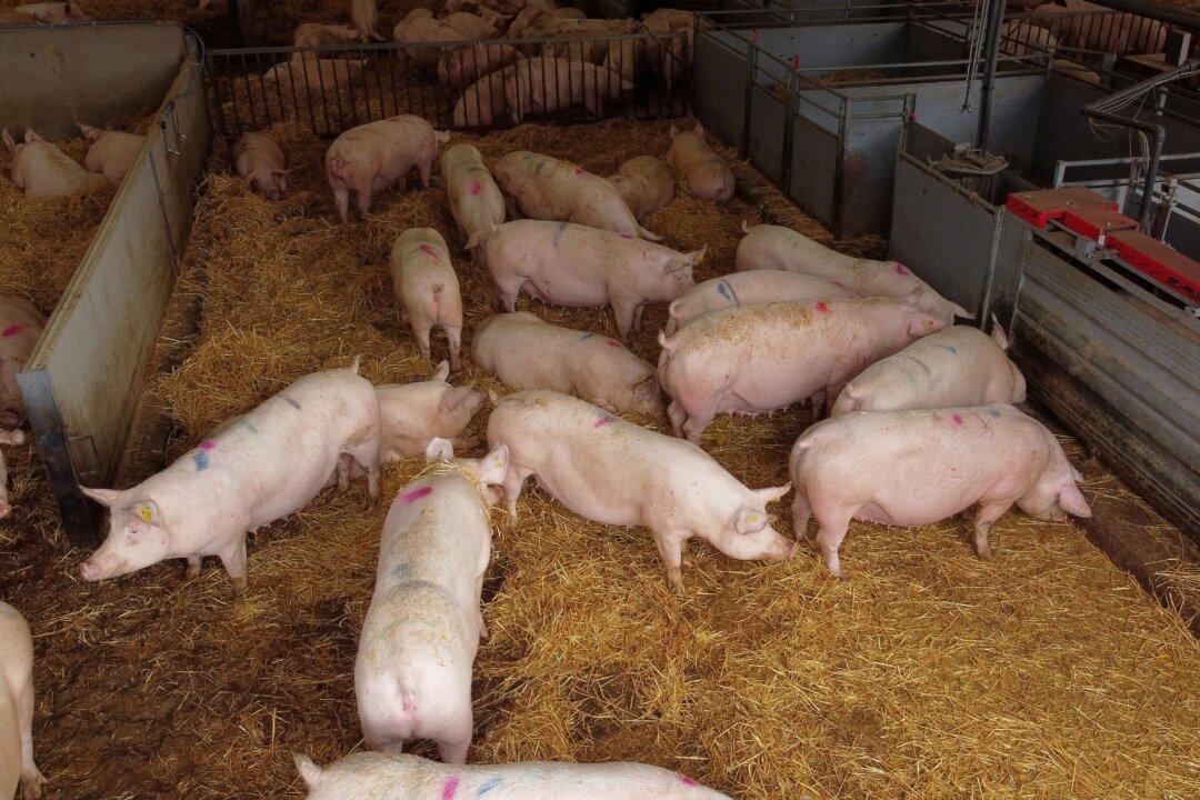 Britain Calls for 800 Foreign Butchers to Avoid Pig Cull