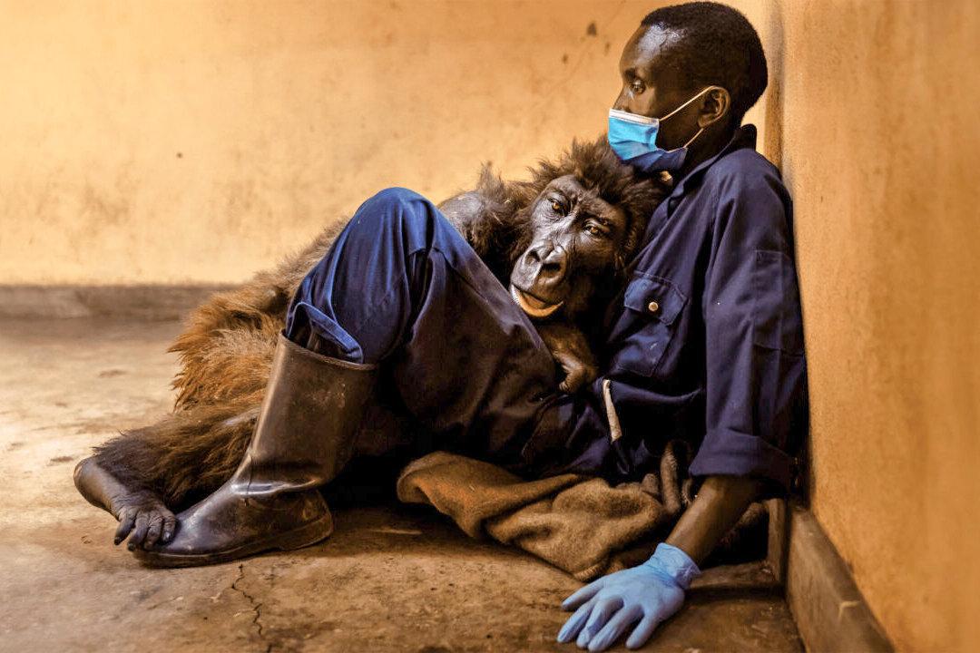 Orphaned Mountain Gorilla, 14, Dies in the Arms of Her Caretaker: ‘I Loved Her Like a Child’
