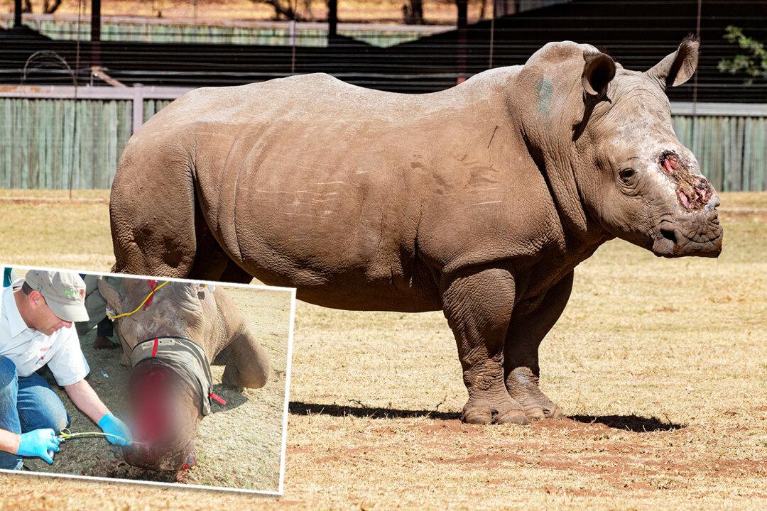 Near-Death Rhino Poached for His Horns Has Happy Ending After Siring Calf: ‘Deserves to Live’