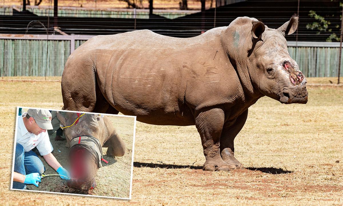 Near-Death Rhino Poached for His Horns Has Happy Ending After Siring Calf: ‘Deserves to Live’