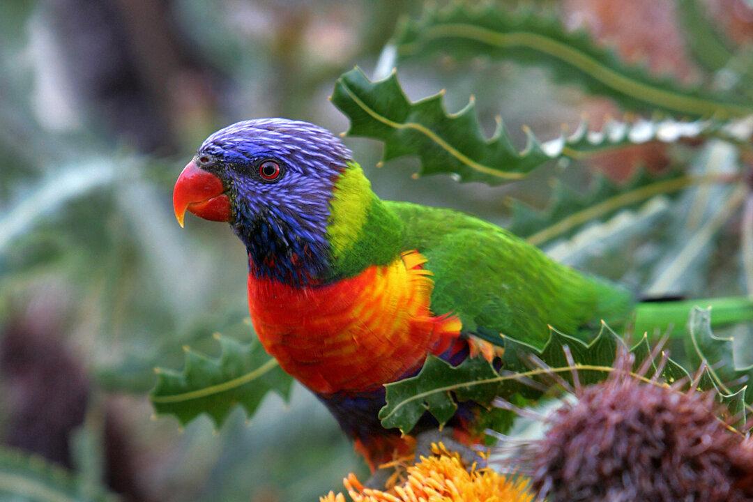 Mystery Illness Leaves Thousands of Lorikeets, Flying Foxes Unable to Fly or Blink