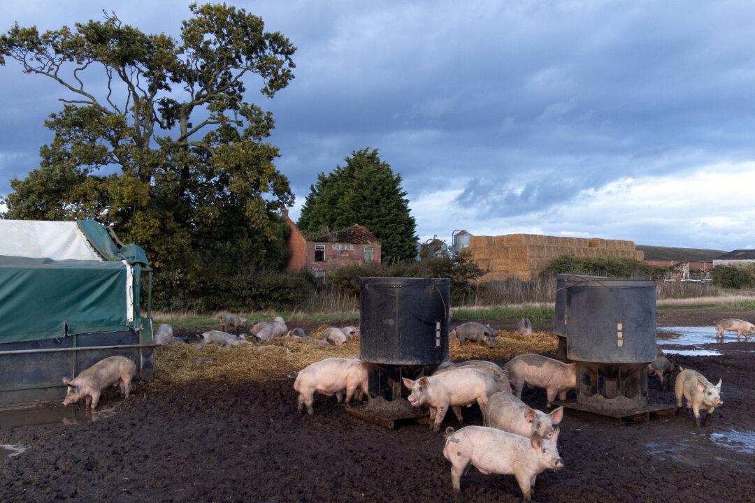 UK to Issue Visas to up to 800 Extra Foreign Pork Butchers