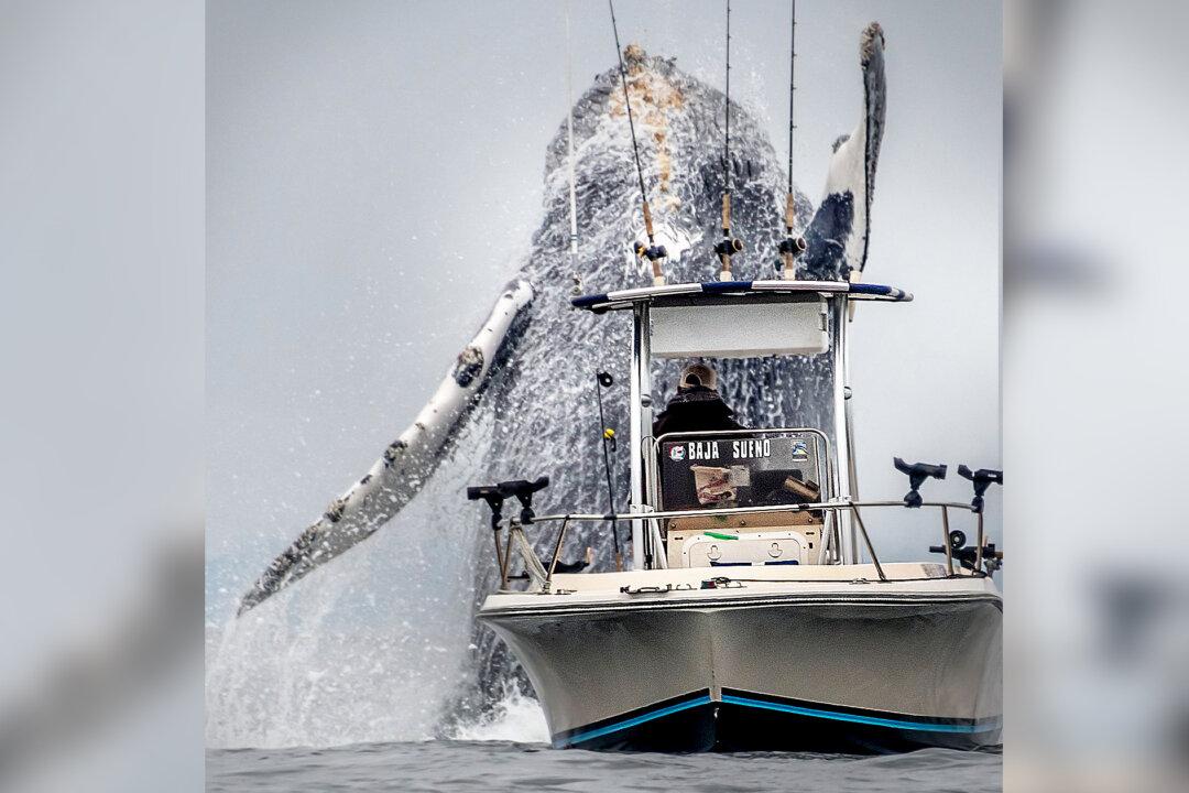 Huge Humpback Whale Suddenly Bursts Into the Air Beside Boat, Leaves Sailors Shocked