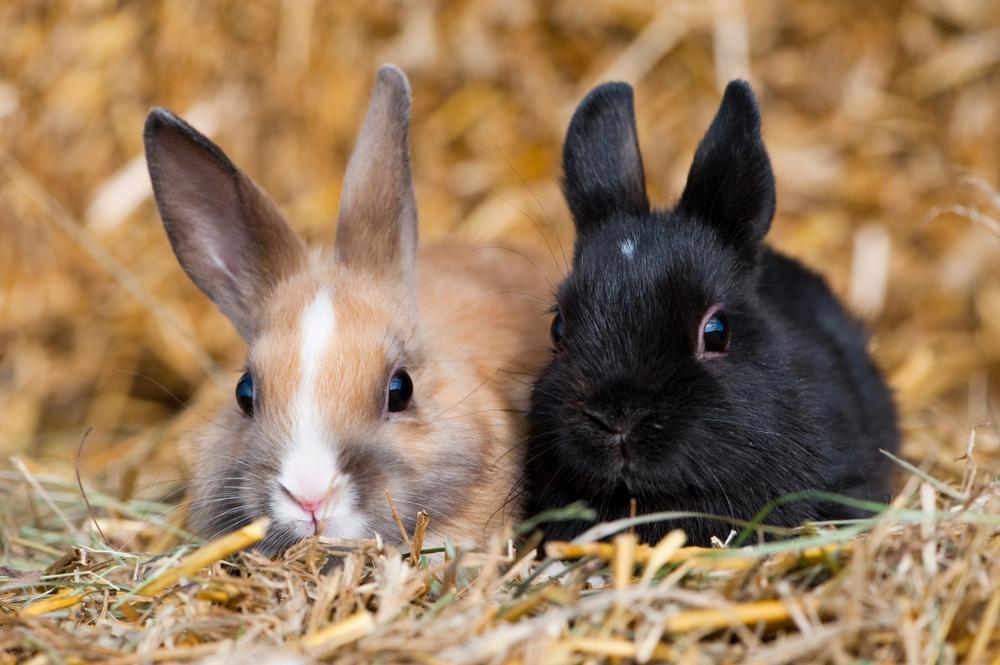 Sterilizing Pet Rabbits Has Medical and Behavioral Benefits