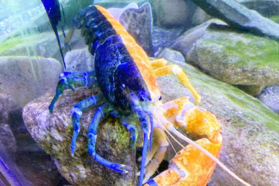 1-in-50-Million Blue-Orange Lobster Rehomed After Aquarium in Maine Closed During COVID