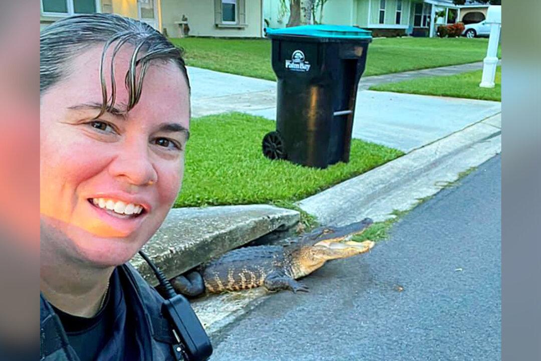 Police Officer’s Selfie ‘Photobombed’ by Smiling Alligator Stuck in Storm Drain in Florida