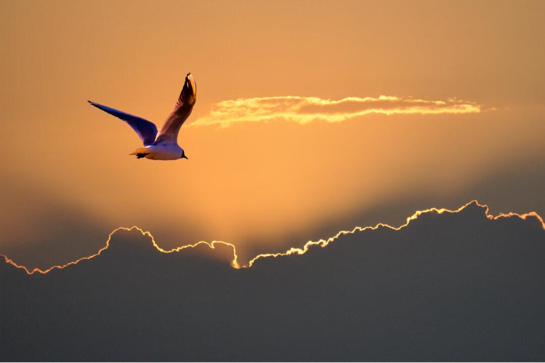 Finding Beauty in Chaos