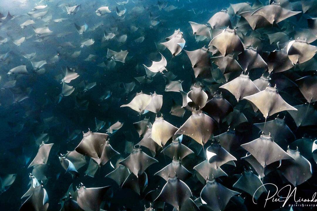 Divers Mesmerized by Swarm of Thousands of Mobula Rays in Baja—and the Photos Are Surreal