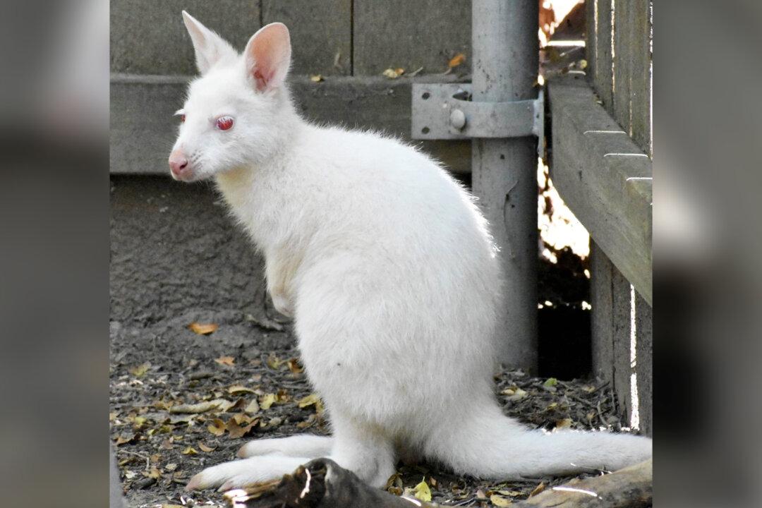 Rare White Albino Wallaby Baby Peeks Head Out of Mom’s Pouch for First Time at Manhattan Zoo