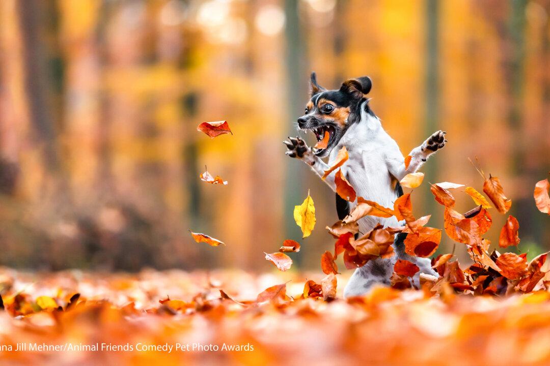 Comedy Pet Photography Awards 2021 Releases Finalist Photos—And They’re Hilarious