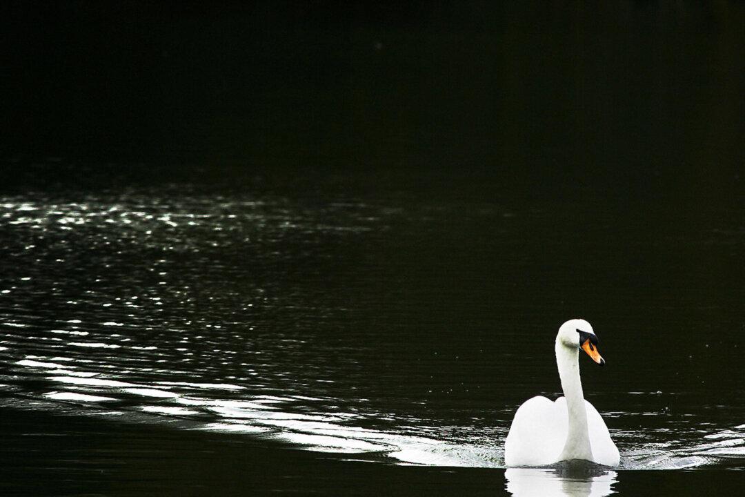 Rare Bird-Flu Outbreak Jumps to Mammals at Wildlife Center