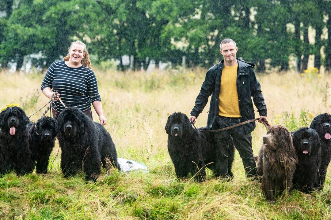 Couple Share Their Home With 7 Huge Newfoundland Dogs: ‘They Aren’t the Breed for Everyone’