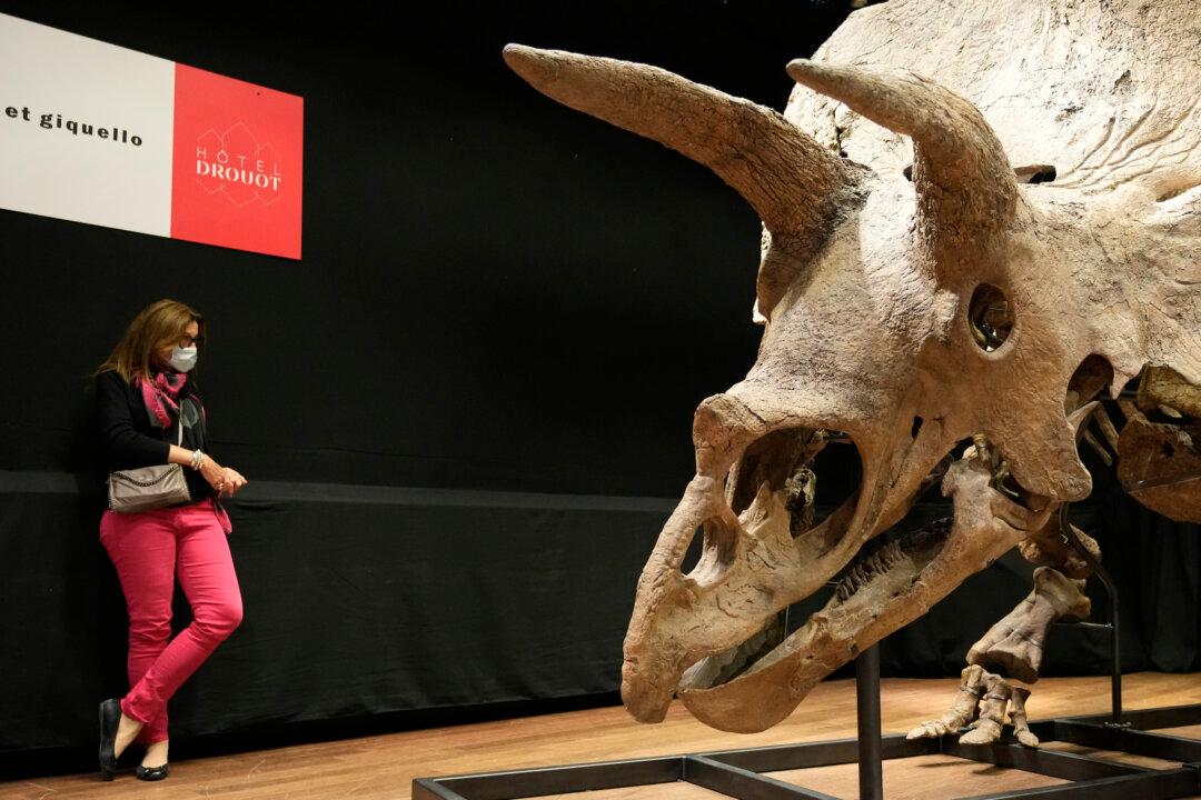 World’s Biggest Triceratops Sells for $7.7 Million in Paris