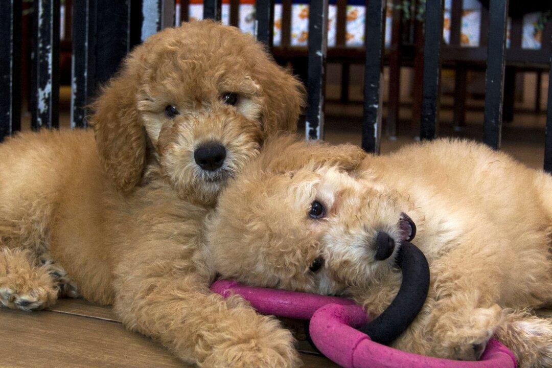 Pet Cloning is Booming in China