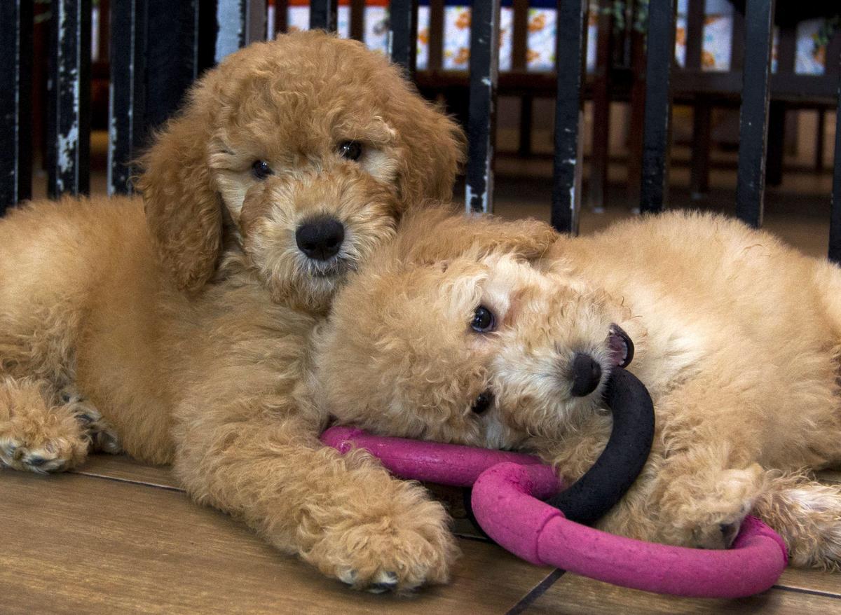 Pet Cloning is Booming in China