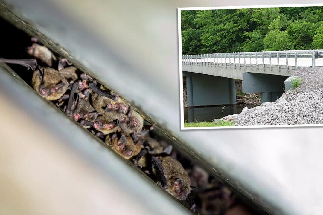 New Bat-Friendly Bridge Replaces Old Kentucky Bridge Home to Thousands of Endangered Bats