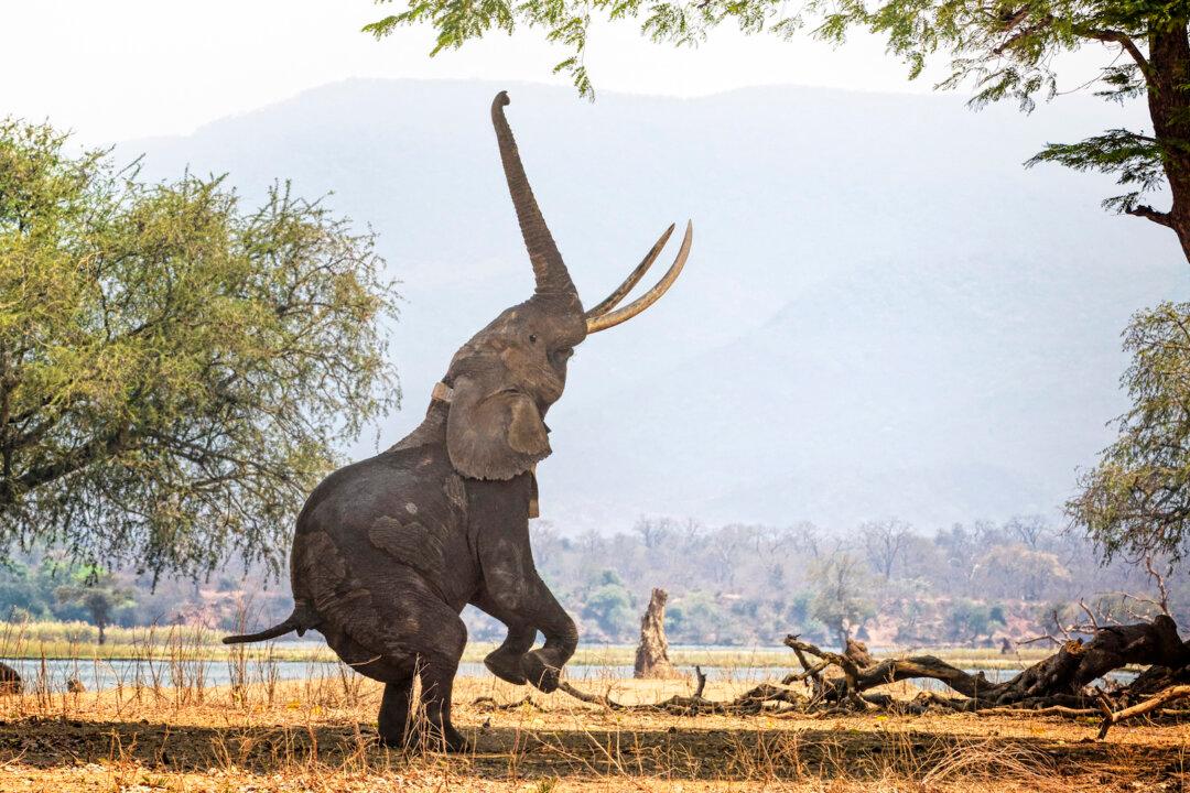 Zimbabwe: Your Dream Safari