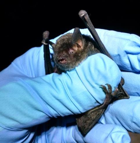 (<a href="https://en.wikipedia.org/wiki/File:Myotis_grisescens_photo.jpg">Enwebb</a>/CC BY-SA 4.0)