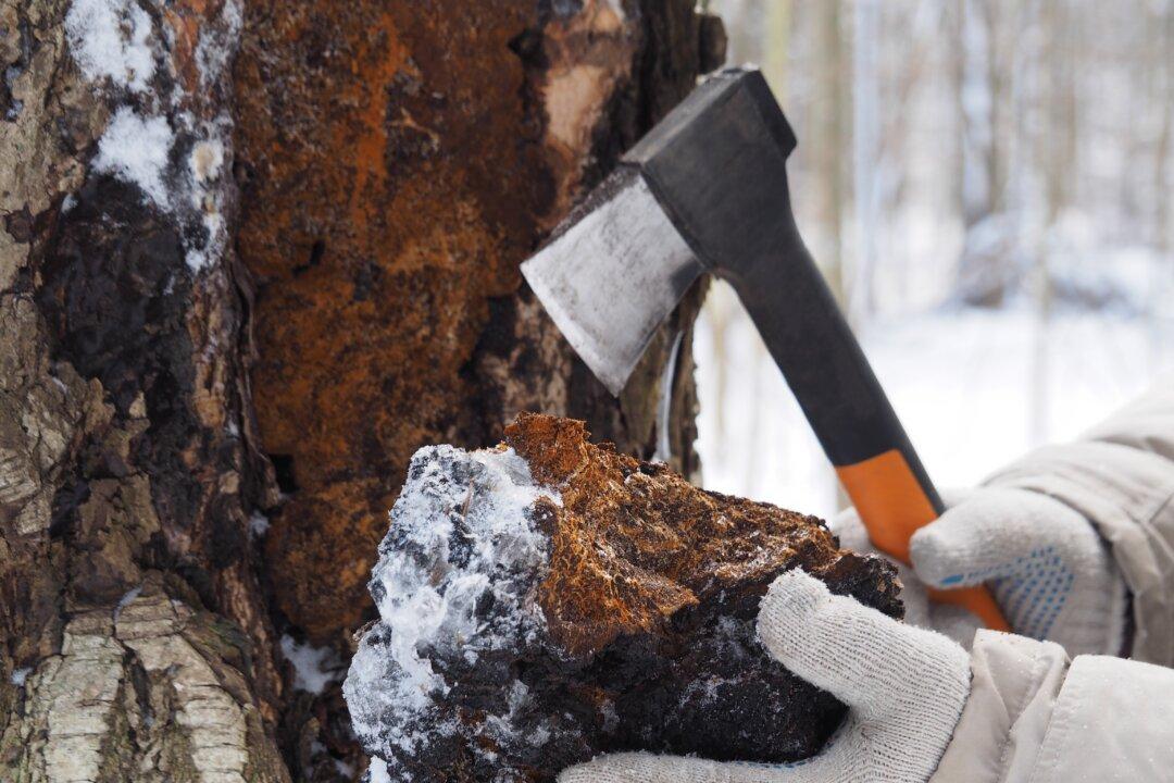 The Birch Tree Fungus That Boosts Your Immune System