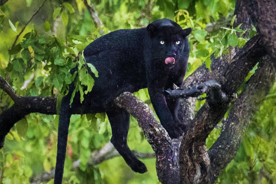 Wildlife Photographer Snaps Black Leopard After 2 Years Tracking—And the Photos Are Electric