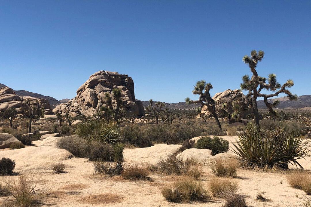 Discover the Flora and Fauna of Joshua Tree National Park