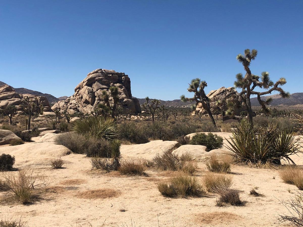 Discover the Flora and Fauna of Joshua Tree National Park