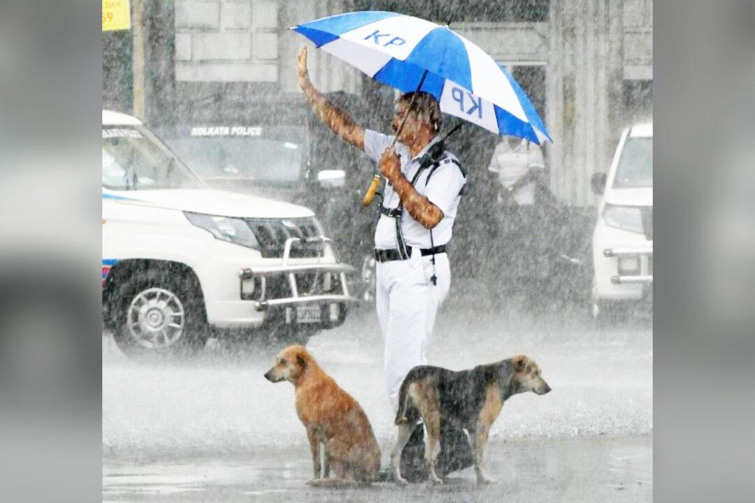 Photo Shows 2 Soaking-Wet Dogs in the Rain, Traffic Officer Sheltering Them Under His Umbrella