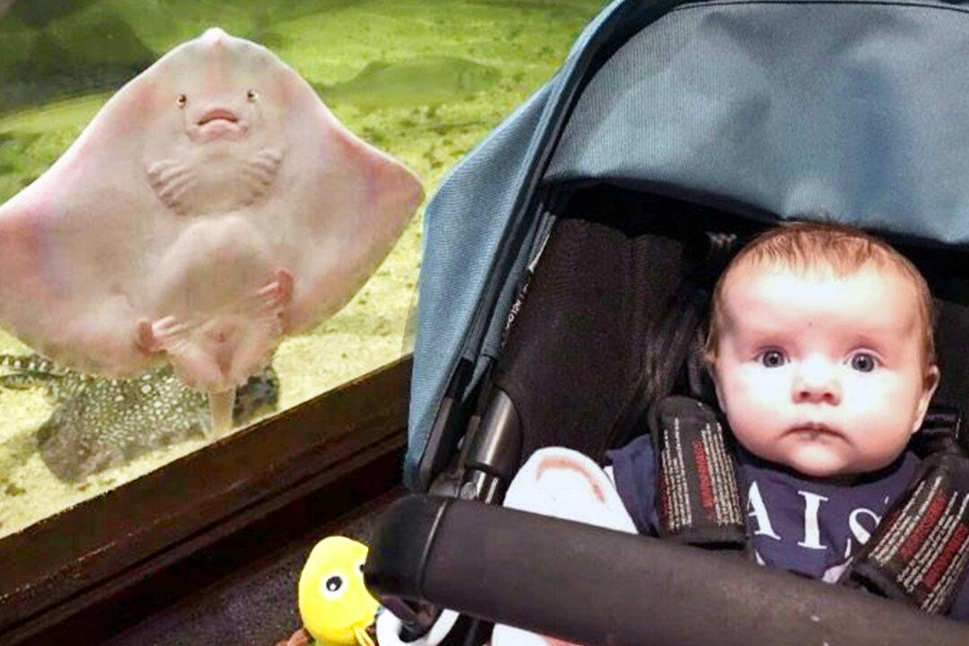 Stingray Photobombs Mom’s Picture Pulling the Same ‘Facial Expression’ as Her Baby
