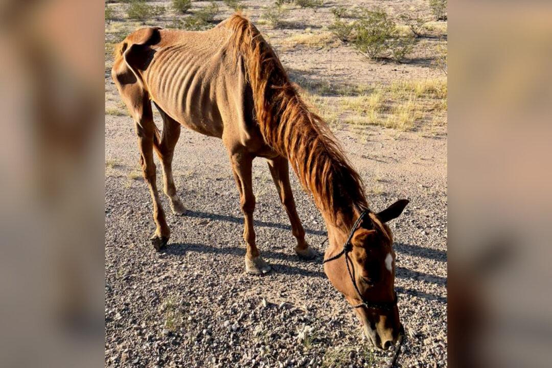 ‘A Walking Skeleton’: Horse Left to Fend for Herself in Desert Saved in Nick of Time, Making Recovery