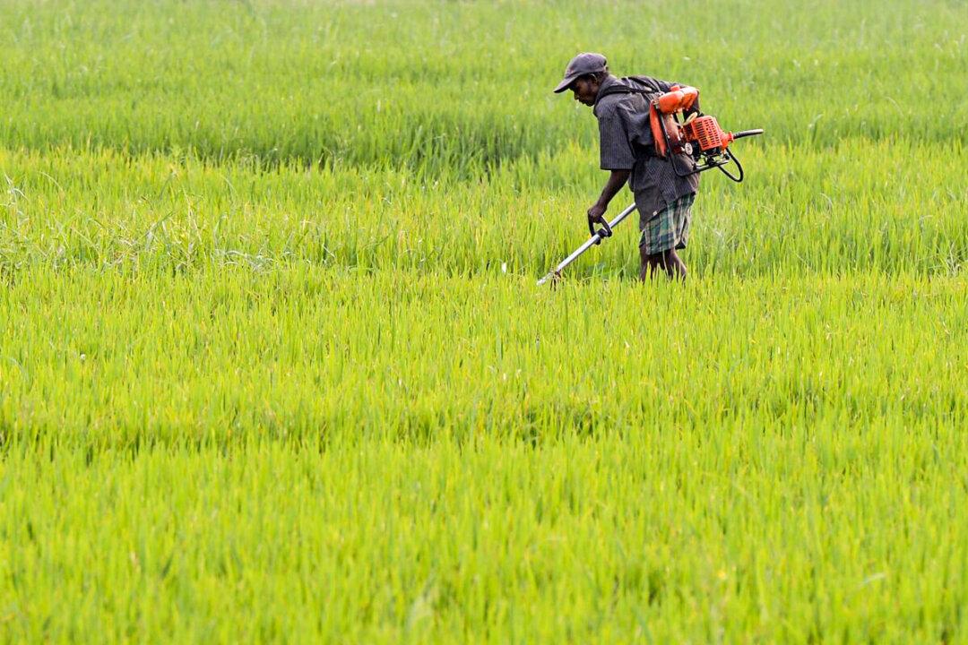 Sri Lanka Rejects Contaminated Chinese Fertilizer, Orders From India