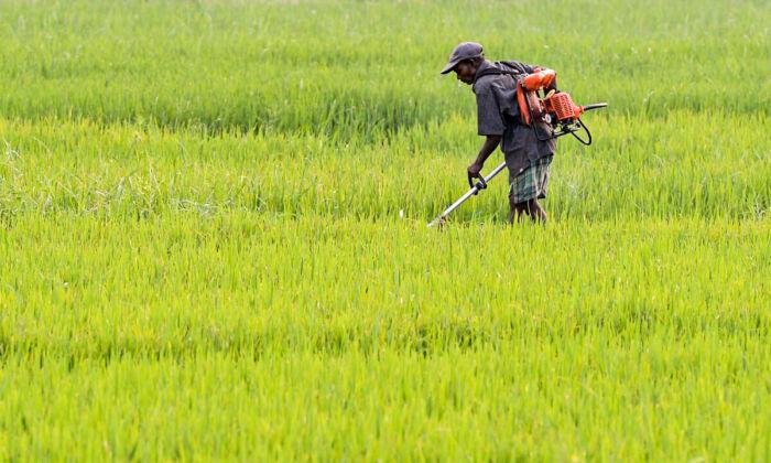 Sri Lanka Rejects Contaminated Chinese Fertilizer, Orders From India