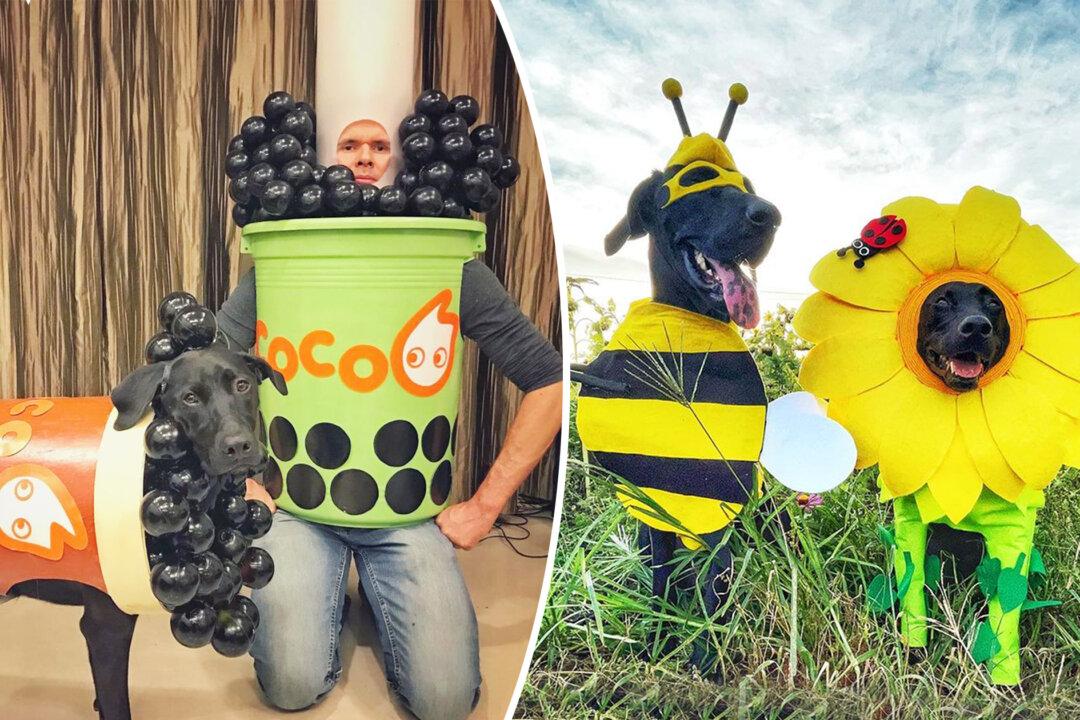 Halloween-Loving Canadian Moves Overseas, Now His Rescued Dogs Wear His Best-Made Costumes