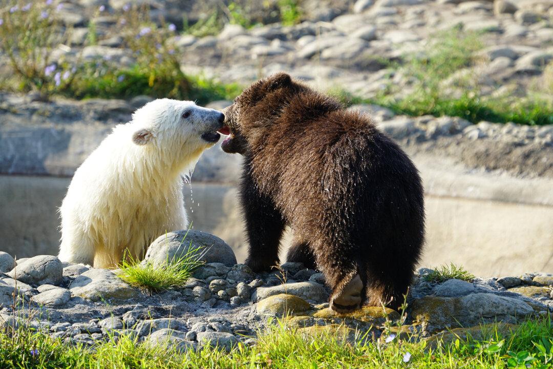 VIDEO: Orphaned Baby Grizzly Meets Polar Bear Cub Companion After Arriving at Detroit Zoo