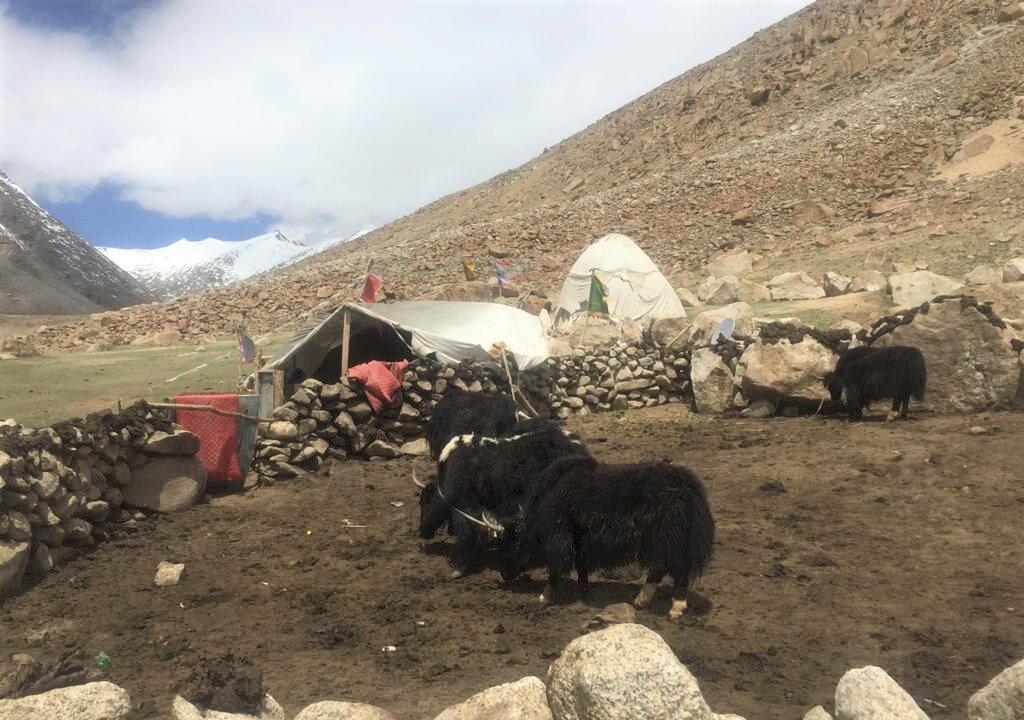 Chinese Livestock Seen in Indian Territory as Indian Nomads Are Restricted After Border Conflict