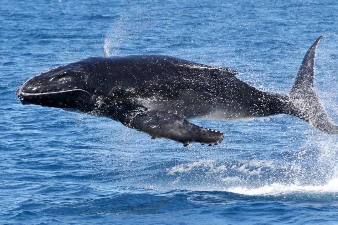 Whale Watchers Snap Humpback Calf Seeming to Soar Through the Air in Perfectly Timed Photos