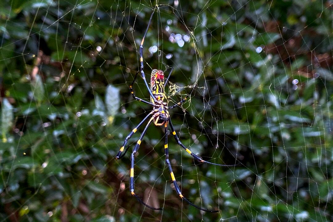 Asian Spider Takes Hold in Georgia, Sends Humans Scurrying
