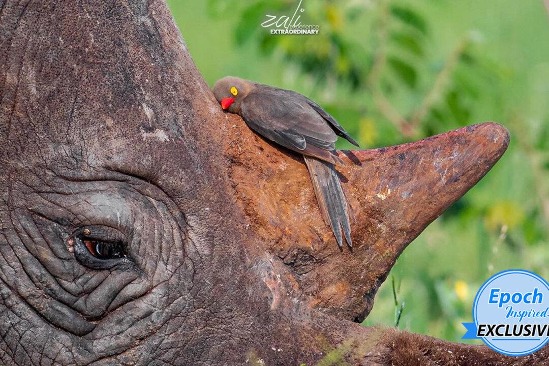 A Little Bird Hugging a Resting Rhino’s Horn Is Captured in Safari Guide’s Amazing Photo