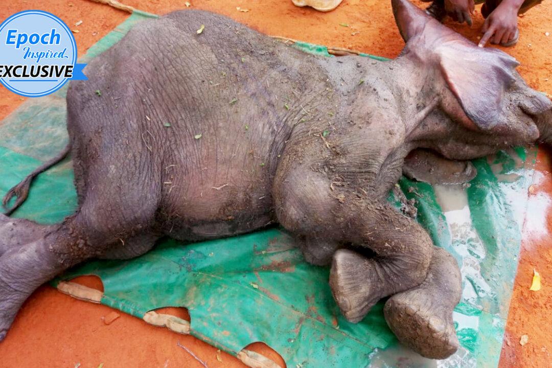 (Video) Collapsed Elephant Calf Gasping for Air in Muddy Pool Thrives After Rescue: ‘He Is So Brave’