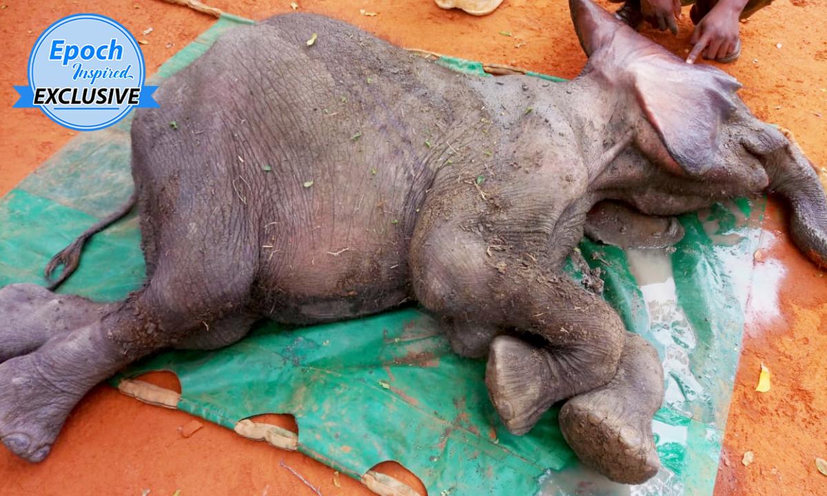 (Video) Collapsed Elephant Calf Gasping for Air in Muddy Pool Thrives After Rescue: ‘He Is So Brave’