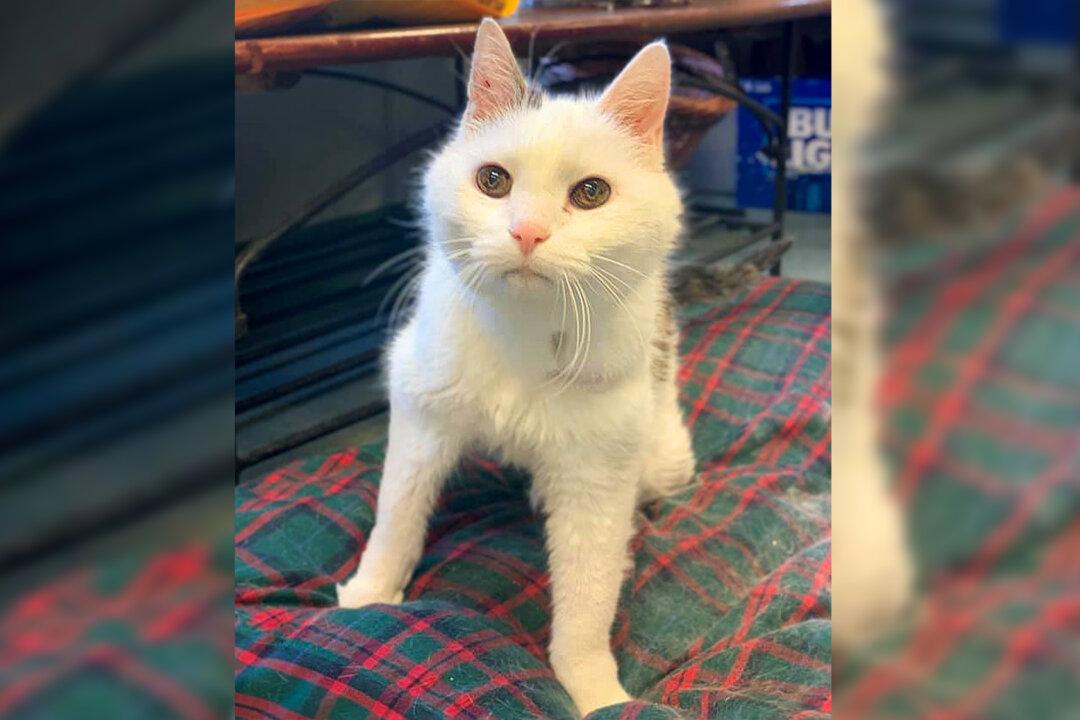 A Purr-fect Match: 101-Year-Old Woman Adopts 19-Year-Old Cat to Spend Last Days Together