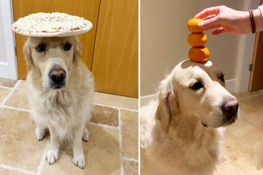 Talented Golden Retriever Sits Patiently as He Balances Any and All Food on His Head