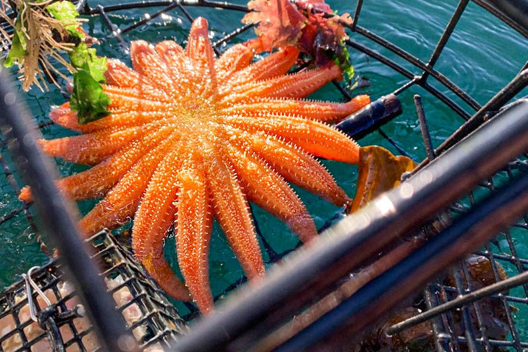 Fisherman Shocked to Find Incredible 19-Armed Fluorescent Sunflower Starfish in Crab Trap