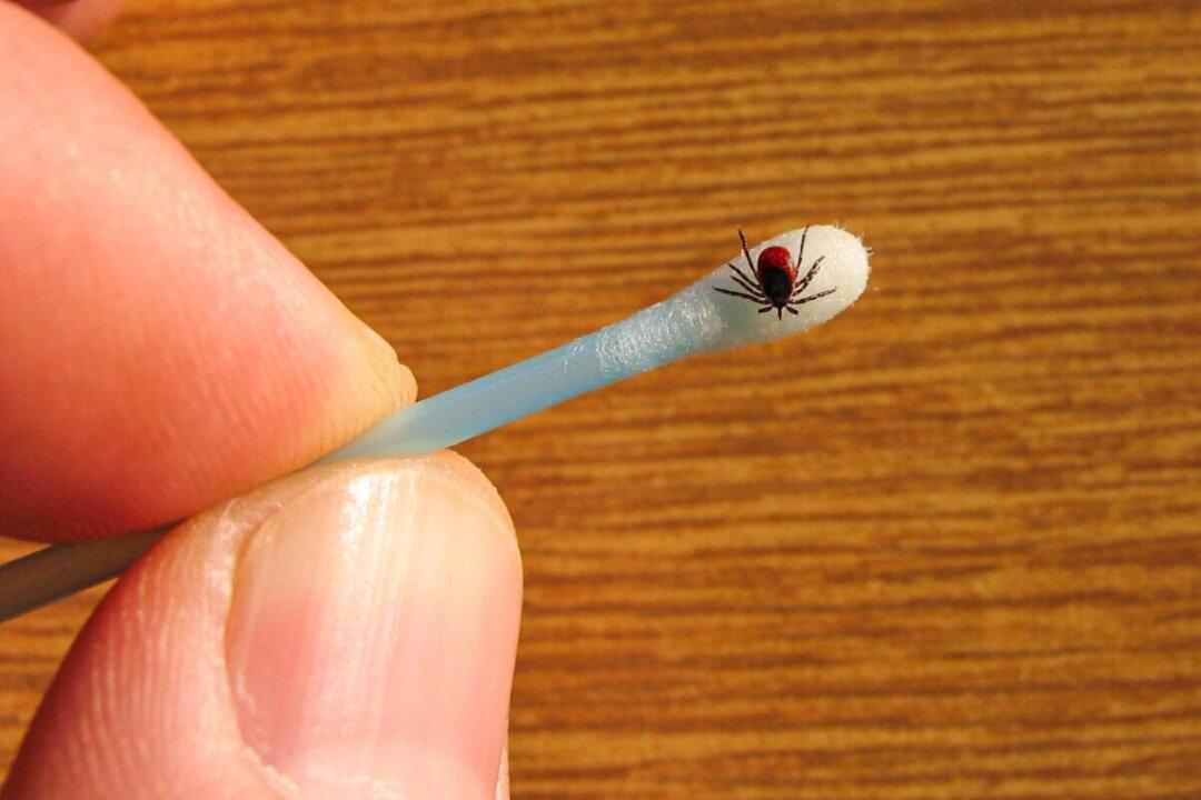 Testing for Lyme Disease and Treating It