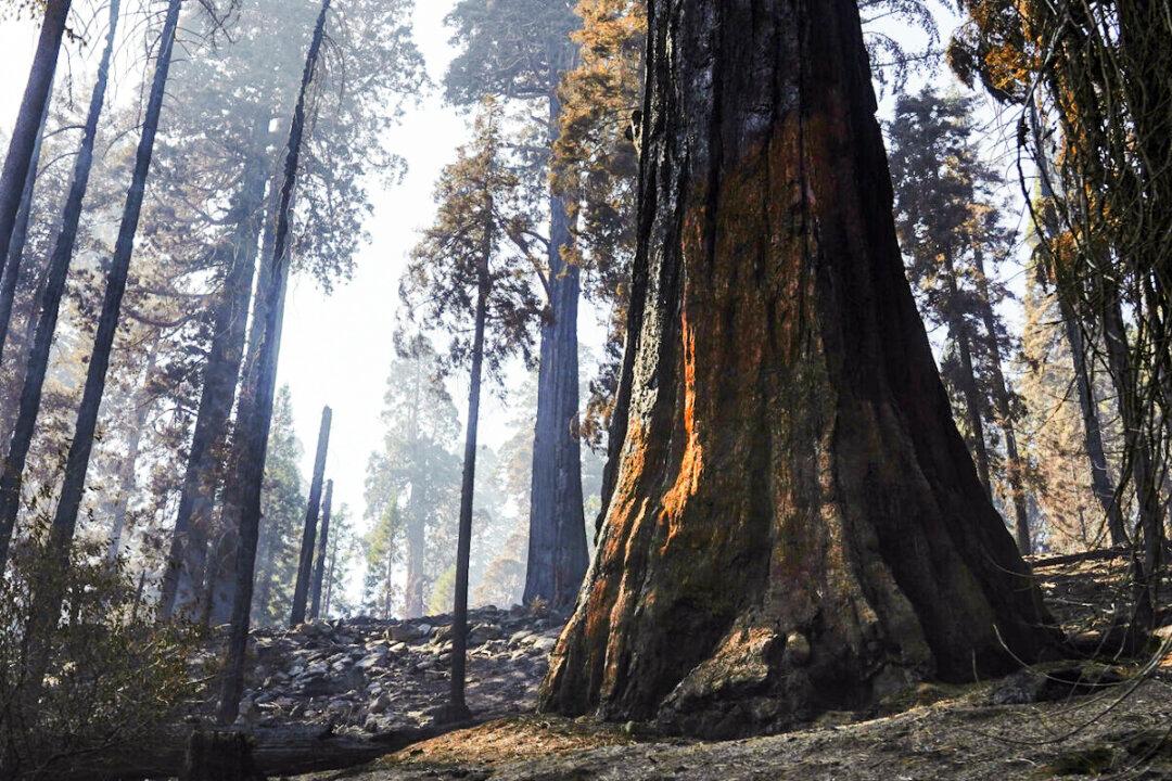 More Than 100 World Leaders Support Agreement to Reverse Deforestation and Land Degradation by 2030