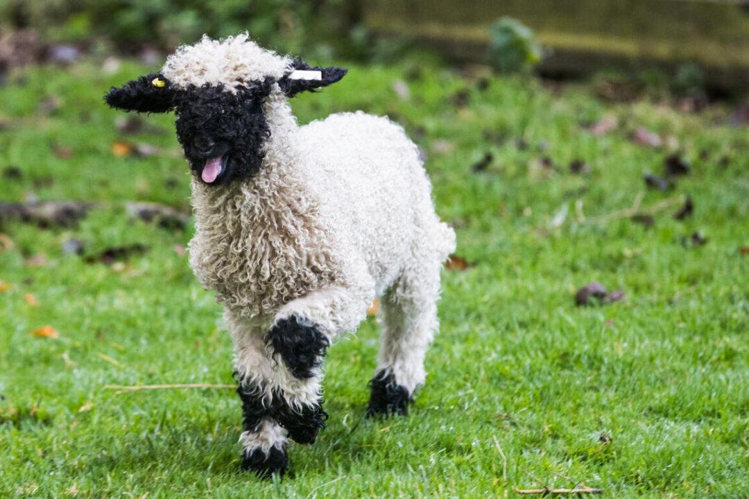 Sheep Deemed Cutest in the World Permitted in Australia
