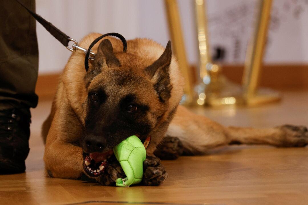 Austrian Army Dogs Join Growing Global Pack of COVID-Sniffers